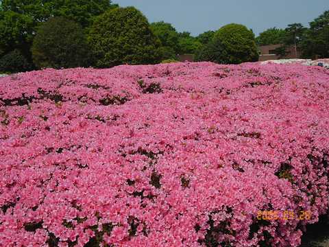 クルメツツジ