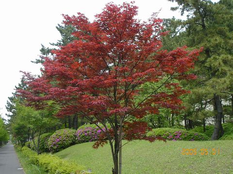 紅モミジ ノムラモミジ 192 樹高2.5m位 野村紅葉 モミジ 紅葉 記念樹